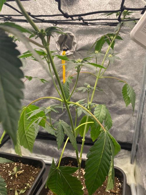 Poddy Mouth (Humboldt Seeds Co). Week 10