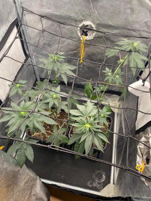 Poddy Mouth (Humboldt Seeds Co). Week 10
