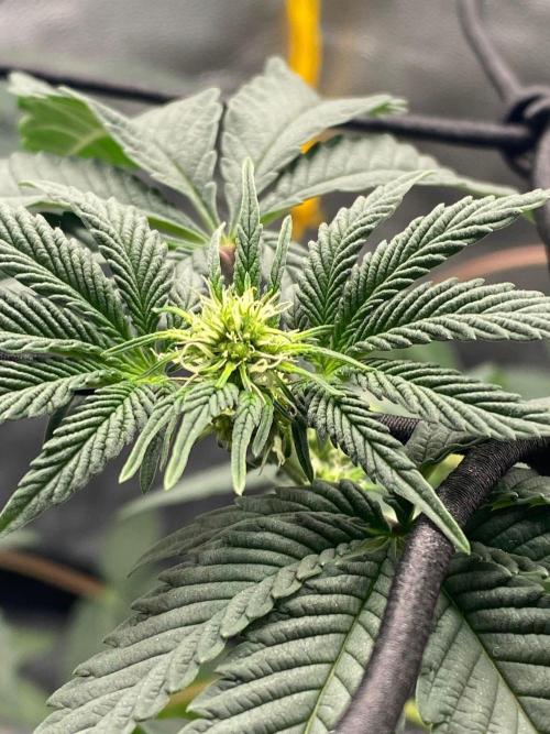 Poddy Mouth (Humboldt Seeds Co). Week 10