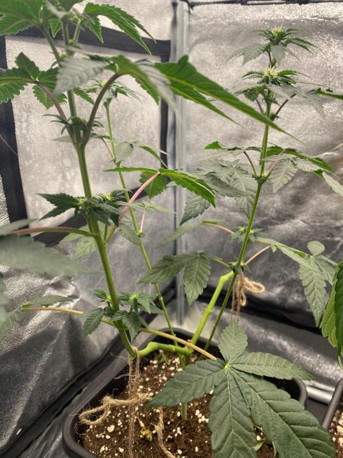 Poddy Mouth (Humboldt Seeds Co). Week 10