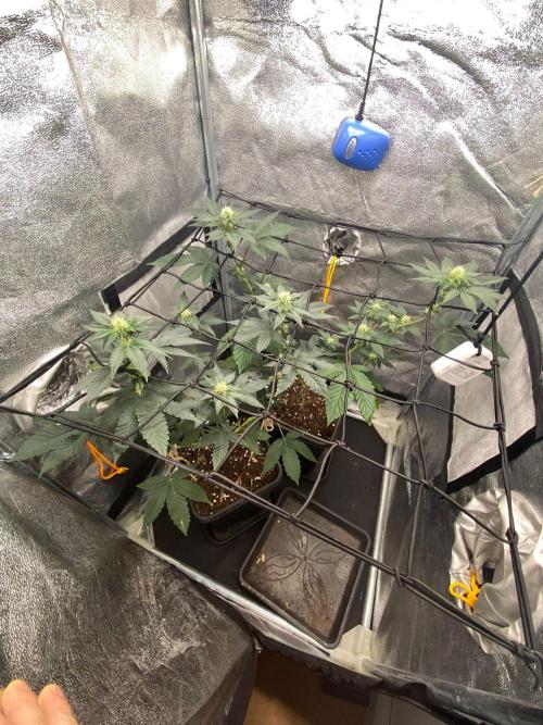 Poddy Mouth (Humboldt Seeds Co). Week 11