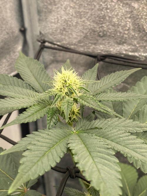 Poddy Mouth (Humboldt Seeds Co). Week 11