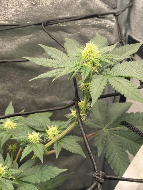 Poddy Mouth (Humboldt Seeds Co). Week 11