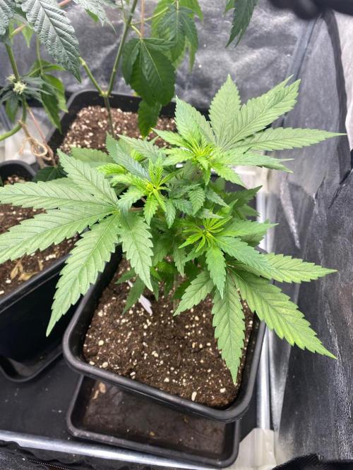 Tropical Tangie (Dutch Passion). Week 9