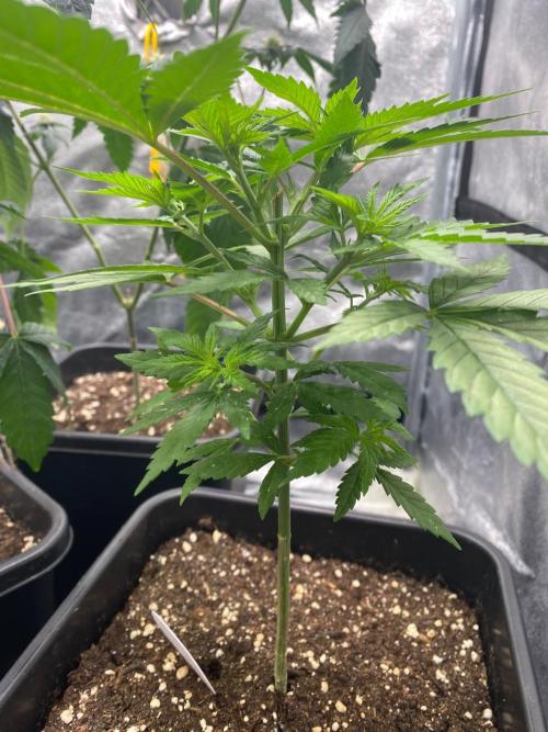 Tropical Tangie. Week 9