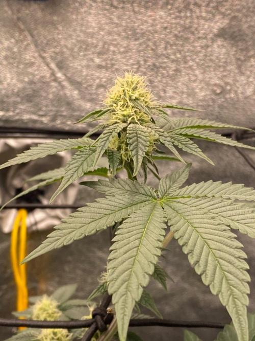 Poddy Mouth (Humboldt Seeds Co). Week 12