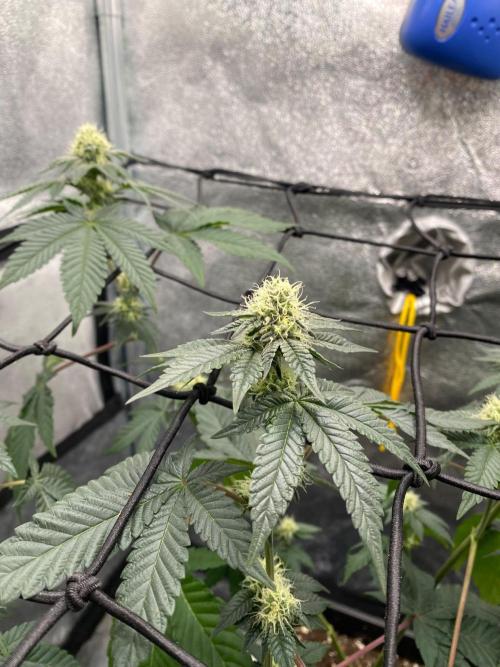Poddy Mouth (Humboldt Seeds Co). Week 12