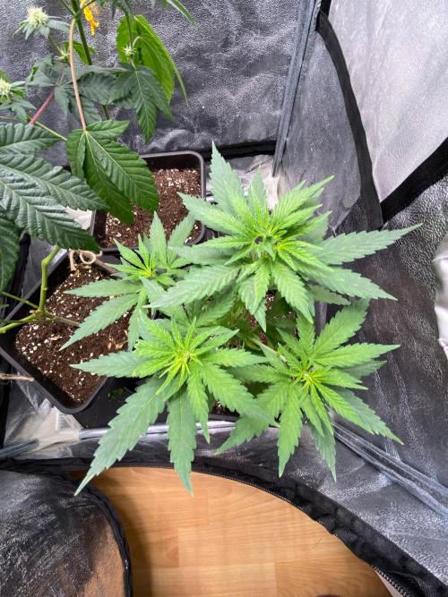 Tropical Tangie (Dutch Passion). Week 10