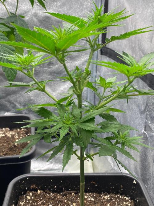 Tropical Tangie. Week 10