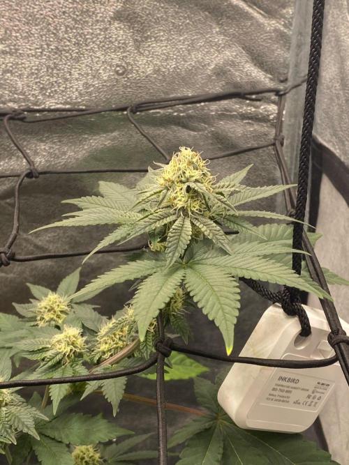 Poddy Mouth (Humboldt Seeds Co). Week 13