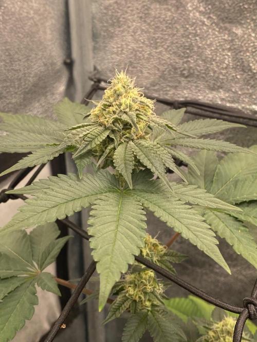 Poddy Mouth (Humboldt Seeds Co). Week 13