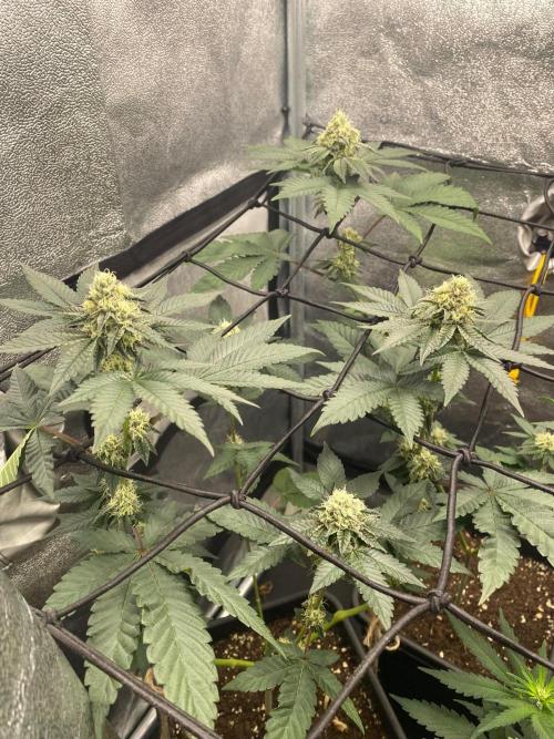 Poddy Mouth (Humboldt Seeds Co). Week 13