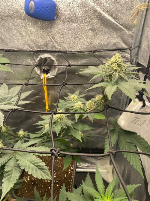 Poddy Mouth (Humboldt Seeds Co). Week 13