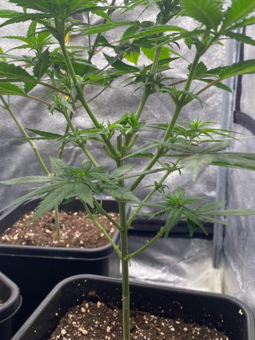 Tropical Tangie (Dutch Passion). Week 11