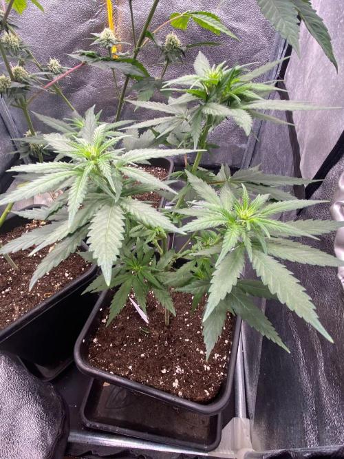 Tropical Tangie (Dutch Passion). Week 11