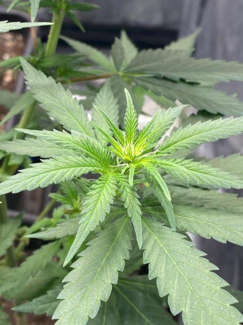 Tropical Tangie (Dutch Passion). Week 11