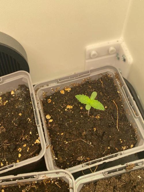 Orange Creampop (Humboldt Seeds Company). Week 0