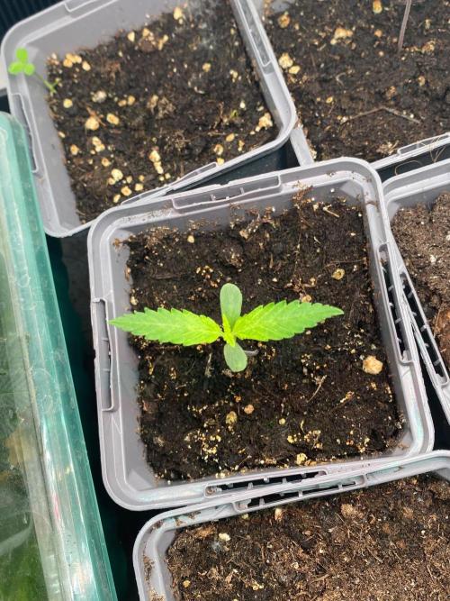 Squirt. Week 0