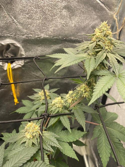 Poddy Mouth (Humboldt Seeds Co). Week 14