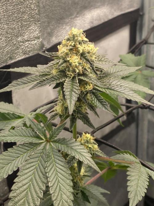 Poddy Mouth (Humboldt Seeds Co). Week 14