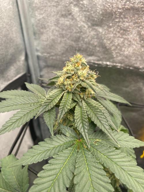 Poddy Mouth (Humboldt Seeds Co). Week 14