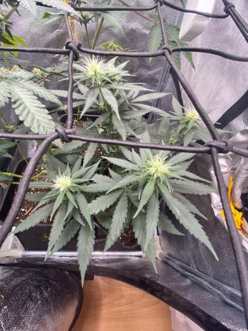 Tropical Tangie (Dutch Passion). Week 12