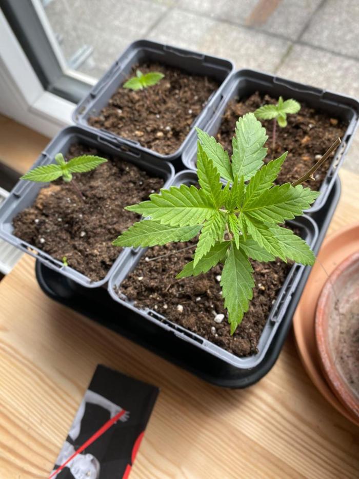 Squirt (Humboldt Seeds Company). Week 2