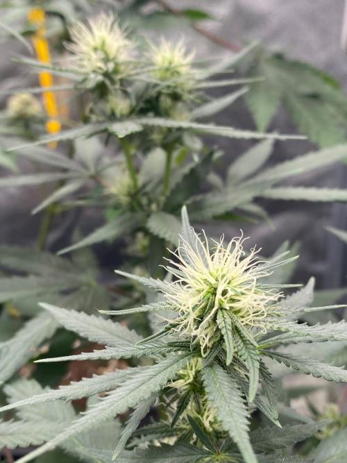 Tropical Tangie (Dutch Passion). Week 13