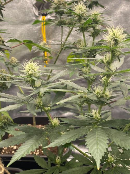 Tropical Tangie. Week 13