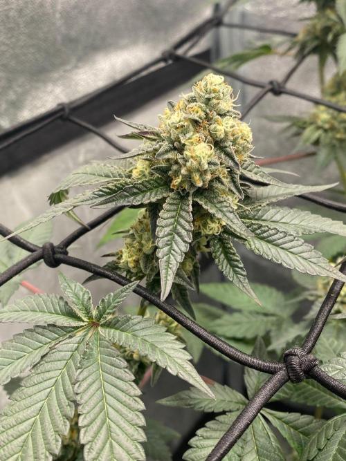 Poddy Mouth (Humboldt Seeds Co). Week 15