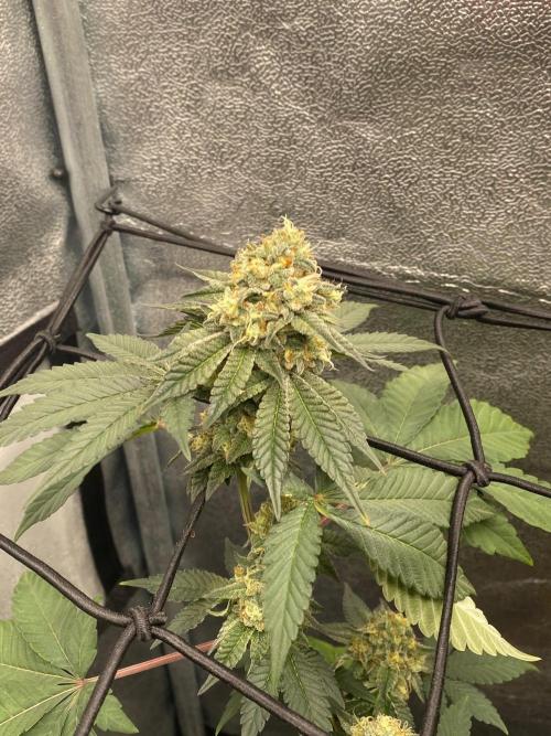 Poddy Mouth (Humboldt Seeds Co). Week 15