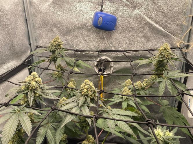 Poddy Mouth (Humboldt Seeds Co). Week 15