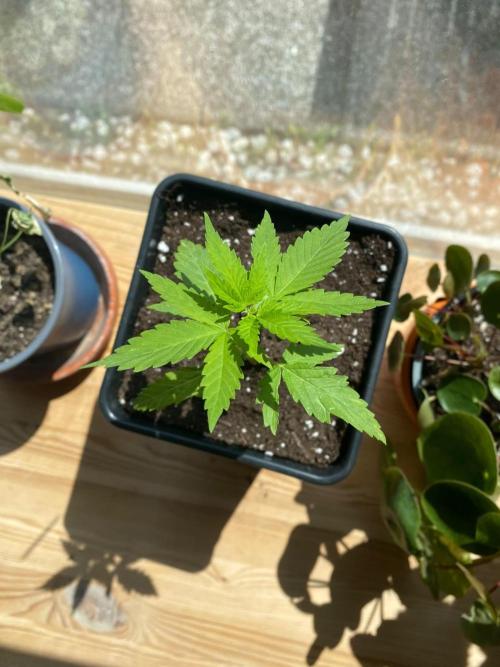 Squirt (Humboldt Seeds Company). Week 3
