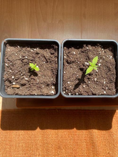 Squirt (Humboldt Seeds Company). Week 3