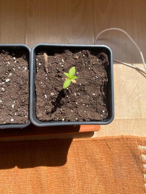 Orange Creampop. Week 3