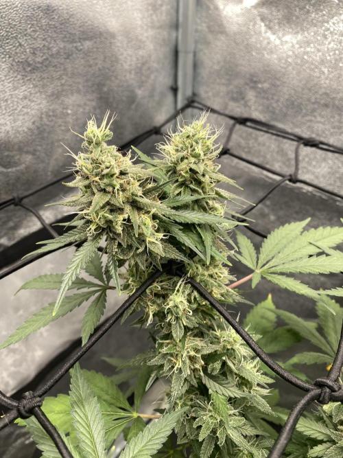 Tropical Tangie (Dutch Passion). Week 17
