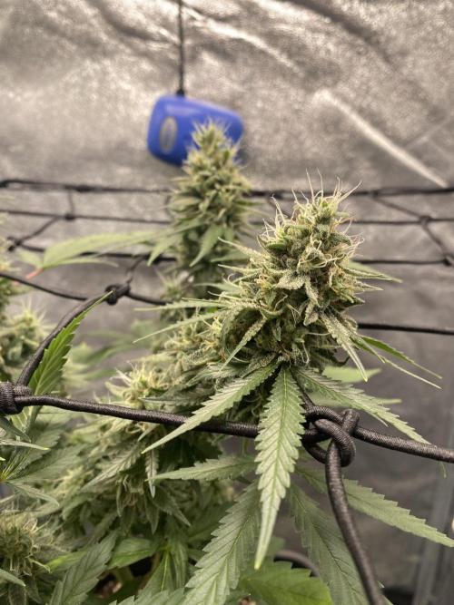 Tropical Tangie. Week 17