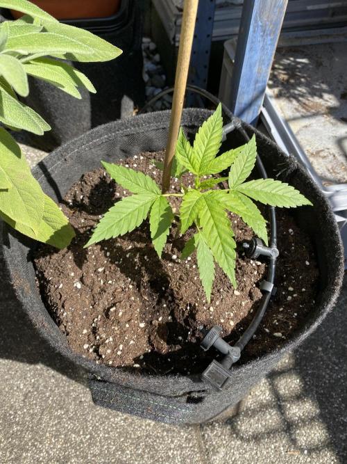 Squirt (Humboldt Seeds Company). Week 9