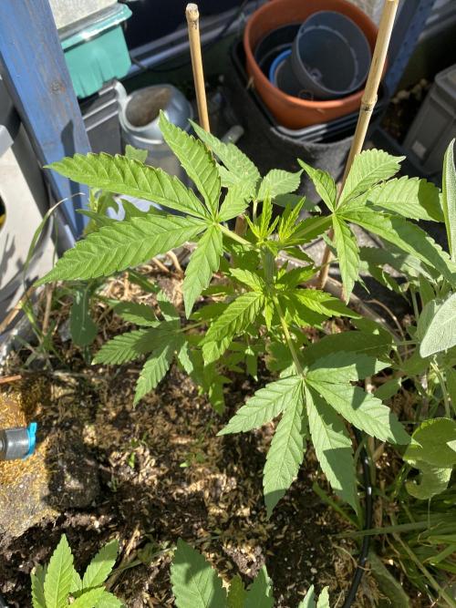Squirt (Humboldt Seeds Company). Week 9