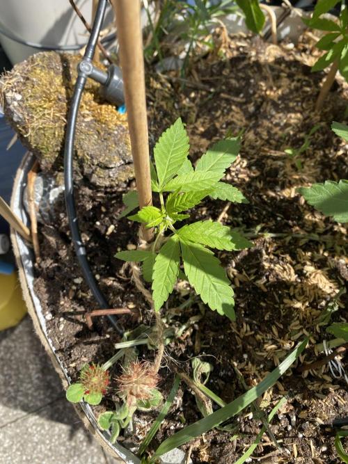 Squirt. Week 9