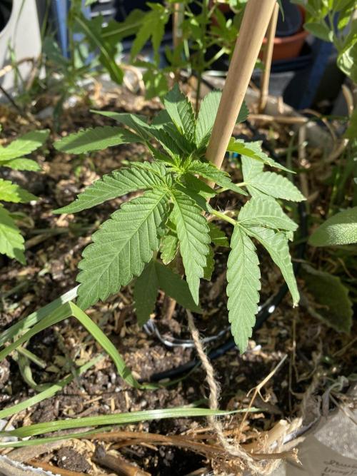 Orange Creampop. Week 9