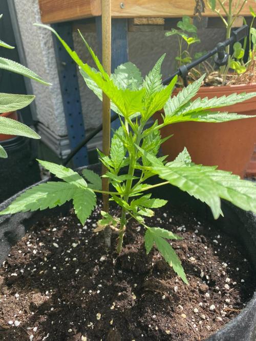 Squirt. Week 10