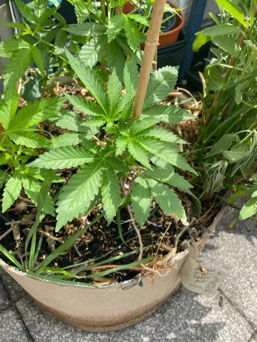Orange Creampop. Week 10