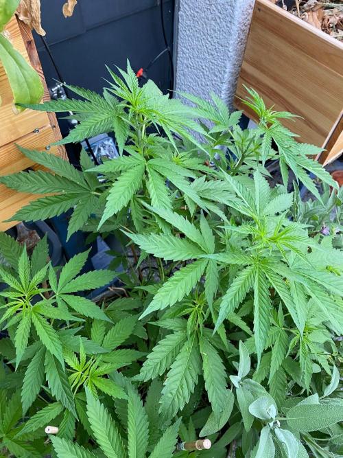 Squirt (Humboldt Seeds Company). Week 11 - Pheno Alpha