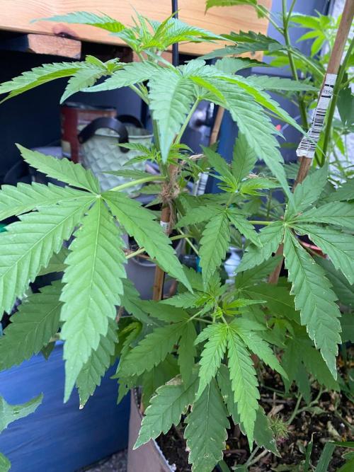 Squirt (Humboldt Seeds Company). Week 11 - Pheno Beta (Sativa leaning)