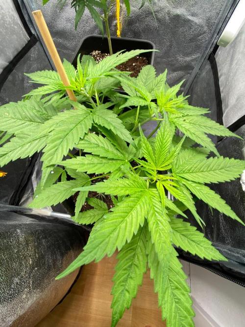 Squirt. Week 11
