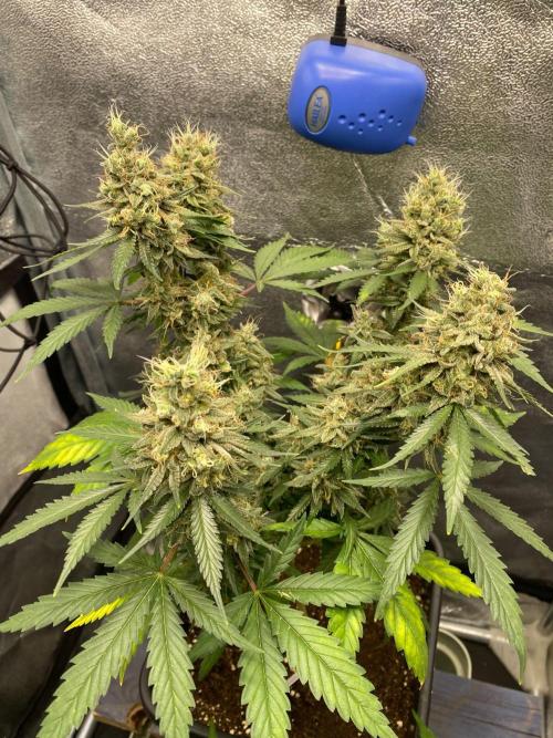 Tropical Tangie (Dutch Passion). Week 18