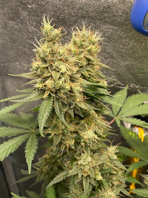 Tropical Tangie (Dutch Passion). Week 18