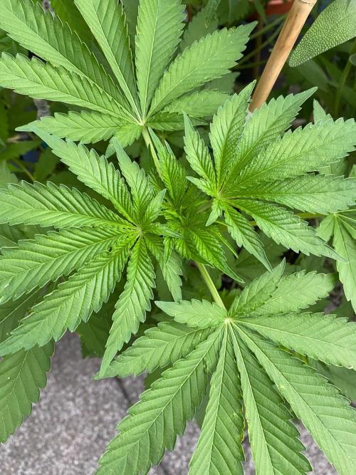 Orange Creampop. Week 11