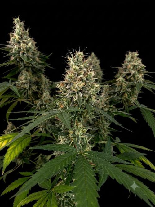 Tropical Tangie (Dutch Passion). Week 19